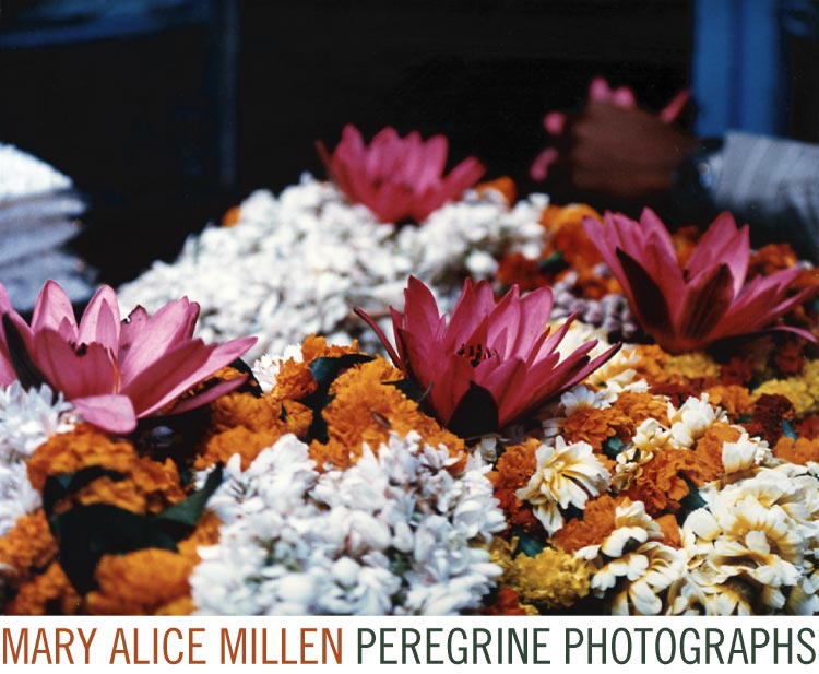 mary alice millen postcard